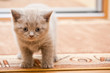 British Lilac Kitten