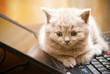 Kitten On A Laptop