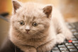 Lilac Kitten On A Laptop
