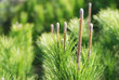CONOS O PIÑAS DEL PINO PIÑONERO. PINUS PINEA CONOS O PIÑAS DEL PINO PIÑONERO. PINUS PINEA