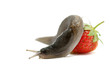 Slug-worm