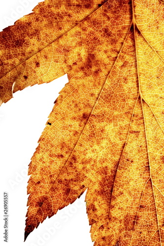 Photo: Sorbus torminalis Sorbus torminalis