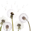 group of isolated dandelions