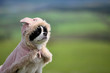 うさぎ犬