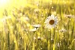 Spring daisies at dawn