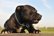 staffordshire terrier en colère staffordshire terrier en colère
