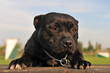 staffordshire terrier staffordshire terrier