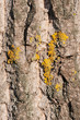Rinde mit Flechtenbewuchs