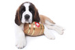 A Saint Bernard puppy with rescue barrel around the neck