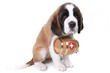 A Saint Bernard puppy with rescue barrel around the neck A Saint Bernard puppy with rescue barrel around the neck