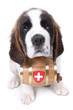 A Saint Bernard puppy with rescue barrel around the neck