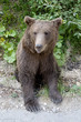 Wild Bear In The Forest Wild Bear In The Forest