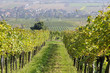 Weinrieden