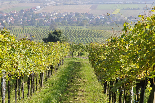 Foto: Weinrieden Weinrieden