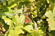 Tagpfauenauge auf Grünen Veltliner