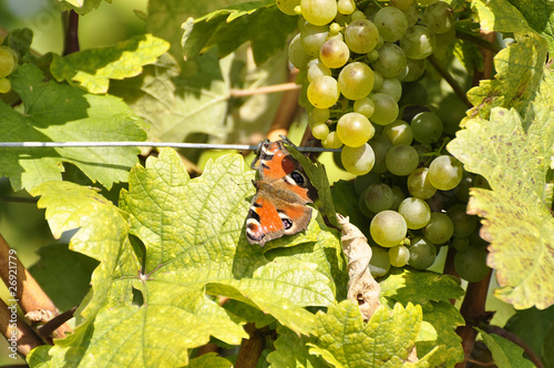 Foto: Tagpfauenauge auf Grünen Veltliner Tagpfauenauge auf Grünen Veltliner