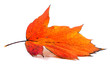 Autumn Fall Leaves