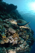 One Male hawksbill turtle. Red Sea, Egypt.