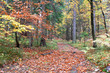 Beautiful Autumn