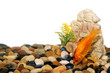 Acquario