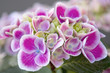 Hortensie