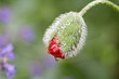 Mohnknospe mit Regentropfen