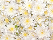 flower background