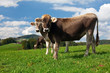 Bulls On Green Hill