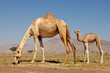 Camel and Calf
