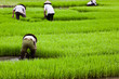 Culture du riz - Rizière Culture du riz - Rizière
