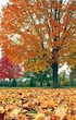 Autunm trees and leaves Autunm trees and leaves