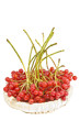 viburnum in a wicker basket on a white background