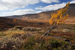 herbstliches Lappland
