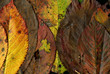 automne.01