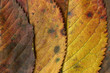 Automne.02
