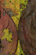 Automne.03