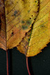 Automne.07