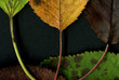 Automne.08