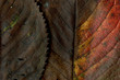 Automne.09