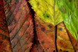 Automne.14