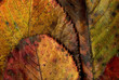 Automne.17