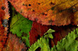 Automne.18
