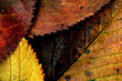 Automne.20