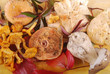 Champignons comestibles 02 Champignons comestibles 02