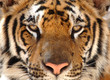 Vollbild der prächtigen Bengal Tiger, Thailand, Asien Löwe LEOP