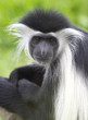 Black and white colobus monkey close up, kenya, africa Black and white colobus monkey close up, kenya, africa