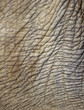 full frame of asian elephant wrinkly skin, thailand, asia backgr full frame of asian elephant wrinkly skin, thailand, asia backgr
