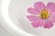 A cosmos floating on water