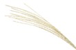 Japanese pampas grass
