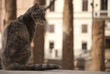 Gatto tra i resti dell'Antica Roma